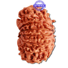 Load image into Gallery viewer, 13 Mukhi Nepalese Rudraksha - Bead No. 276