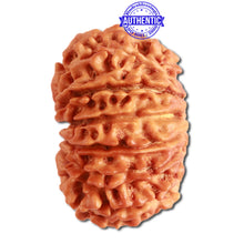 Load image into Gallery viewer, 13 Mukhi Nepalese Rudraksha - Bead No. 277