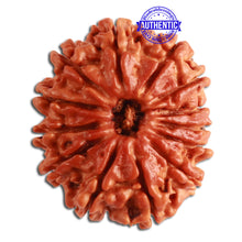 Load image into Gallery viewer, 13 Mukhi Nepalese Rudraksha - Bead No. 278