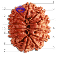 Load image into Gallery viewer, 13 Mukhi Nepalese Rudraksha - Bead No. 278