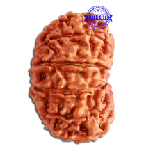 Load image into Gallery viewer, 13 Mukhi Nepalese Rudraksha - Bead No. 278