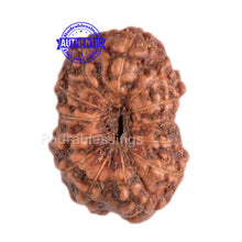 Load image into Gallery viewer, 13 Mukhi Indonesian Rudraksha - Bead No. 36
