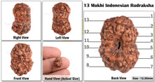 Load image into Gallery viewer, 13 Mukhi Indonesian Rudraksha - Bead No. 36