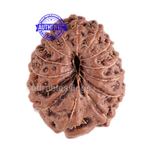 Load image into Gallery viewer, 13 Mukhi Indonesian Rudraksha - Bead No. 38