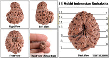Load image into Gallery viewer, 13 Mukhi Indonesian Rudraksha - Bead No. 38