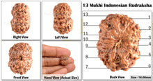 Load image into Gallery viewer, 13 Mukhi Indonesian Rudraksha - Bead No. 42