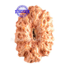 Load image into Gallery viewer, 13 Mukhi Indonesian Rudraksha - Bead No. 44