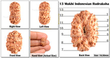 Load image into Gallery viewer, 13 Mukhi Indonesian Rudraksha - Bead No. 44