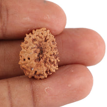 Load image into Gallery viewer, 13 Mukhi Indonesian Rudraksha - Bead No. 81