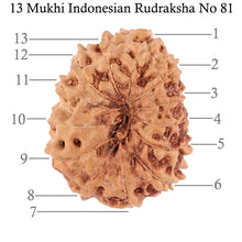Load image into Gallery viewer, 13 Mukhi Indonesian Rudraksha - Bead No. 81