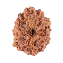 Load image into Gallery viewer, 13 Mukhi Indonesian Rudraksha - Bead No. 83