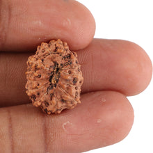 Load image into Gallery viewer, 13 Mukhi Indonesian Rudraksha - Bead No. 83