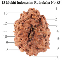 Load image into Gallery viewer, 13 Mukhi Indonesian Rudraksha - Bead No. 83