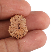 Load image into Gallery viewer, 13 Mukhi Indonesian Rudraksha - Bead No. 85