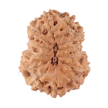 Load image into Gallery viewer, 13 Mukhi Indonesian Rudraksha - Bead No. 85