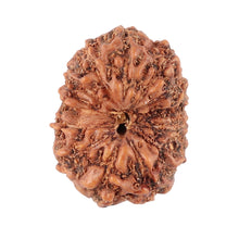Load image into Gallery viewer, 13 Mukhi Indonesian Rudraksha - Bead No. 86