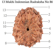 Load image into Gallery viewer, 13 Mukhi Indonesian Rudraksha - Bead No. 86