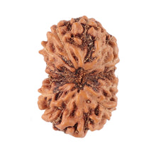 Load image into Gallery viewer, 13 Mukhi Indonesian Rudraksha - Bead No. 89