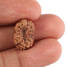 Load image into Gallery viewer, 13 Mukhi Indonesian Rudraksha - Bead No. 89