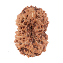 Load image into Gallery viewer, 13 Mukhi Indonesian Rudraksha - Bead No. 89