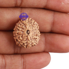 Load image into Gallery viewer, 13 Mukhi Indonesian Rudraksha - Bead No. 148