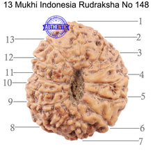 Load image into Gallery viewer, 13 Mukhi Indonesian Rudraksha - Bead No. 148