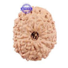 Load image into Gallery viewer, 13 Mukhi Indonesian Rudraksha - Bead No. 149