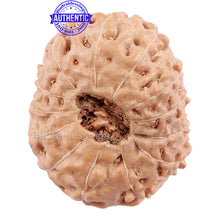 Load image into Gallery viewer, 13 Mukhi Indonesian Rudraksha - Bead No. 149