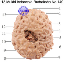 Load image into Gallery viewer, 13 Mukhi Indonesian Rudraksha - Bead No. 149