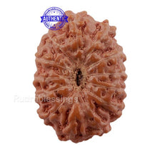 Load image into Gallery viewer, 13 Mukhi Indonesian Rudraksha - Bead No. 156