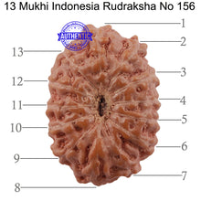 Load image into Gallery viewer, 13 Mukhi Indonesian Rudraksha - Bead No. 156