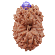Load image into Gallery viewer, 13 Mukhi Indonesian Rudraksha - Bead No. 160