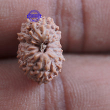 Load image into Gallery viewer, 13 Mukhi Indonesian Rudraksha - Bead No. 160