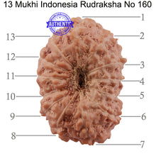 Load image into Gallery viewer, 13 Mukhi Indonesian Rudraksha - Bead No. 160
