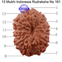 Load image into Gallery viewer, 13 Mukhi Indonesian Rudraksha - Bead No. 161