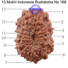 Load image into Gallery viewer, 13 Mukhi Indonesian Rudraksha - Bead No. 166