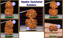 Load image into Gallery viewer, Gaurishanker Rudraksha with 13 Mukhi - Bead No. 46