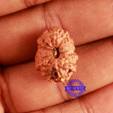 Load image into Gallery viewer, 13 Mukhi Indonesian Rudraksha - Bead No. 213