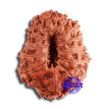 Load image into Gallery viewer, 13 Mukhi Indonesian Rudraksha - Bead No. 214