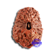 Load image into Gallery viewer, 13 Mukhi Indonesian Rudraksha - Bead No. 215