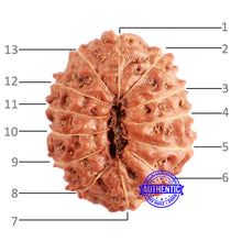 Load image into Gallery viewer, 13 Mukhi Indonesian Rudraksha - Bead No 216