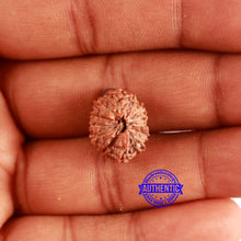 Load image into Gallery viewer, 13 Mukhi Indonesian Rudraksha - Bead No 216