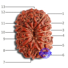 Load image into Gallery viewer, 13 Mukhi Indonesian Rudraksha - Bead No 217