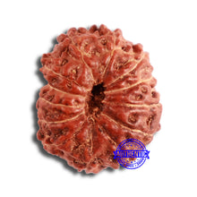 Load image into Gallery viewer, 13 Mukhi Indonesian Rudraksha - Bead No 219