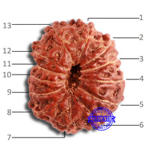 Load image into Gallery viewer, 13 Mukhi Indonesian Rudraksha - Bead No 219