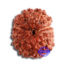 Load image into Gallery viewer, 13 Mukhi Indonesian Rudraksha - Bead No 219