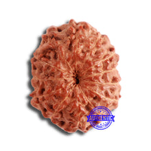 Load image into Gallery viewer, 13 Mukhi Indonesian Rudraksha - Bead No 220