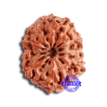 Load image into Gallery viewer, 13 Mukhi Indonesian Rudraksha - Bead No 220
