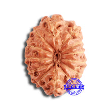Load image into Gallery viewer, 13 Mukhi Indonesian Rudraksha - Bead No 221