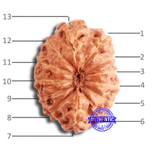 Load image into Gallery viewer, 13 Mukhi Indonesian Rudraksha - Bead No 221